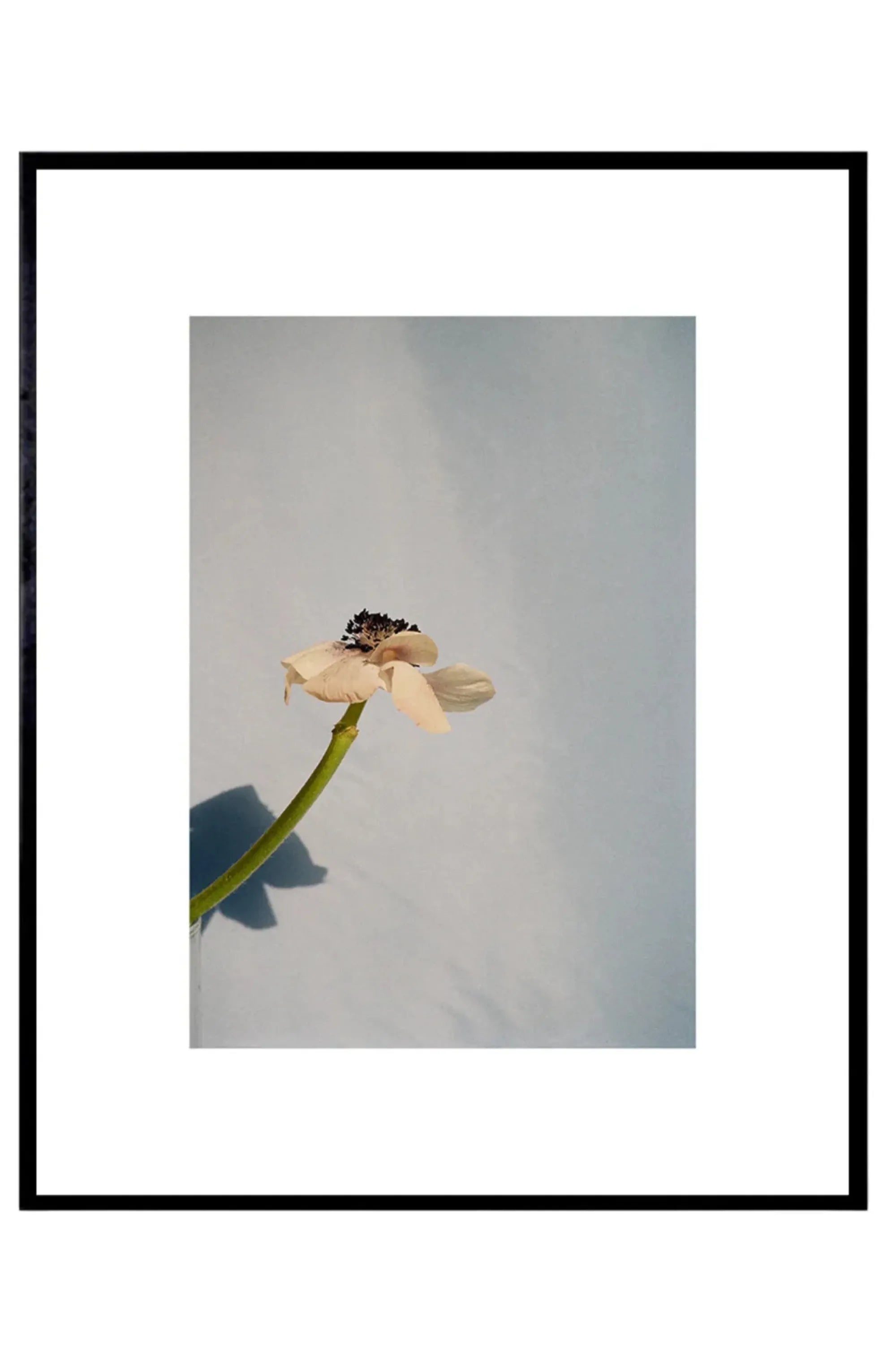 Poppy Pop