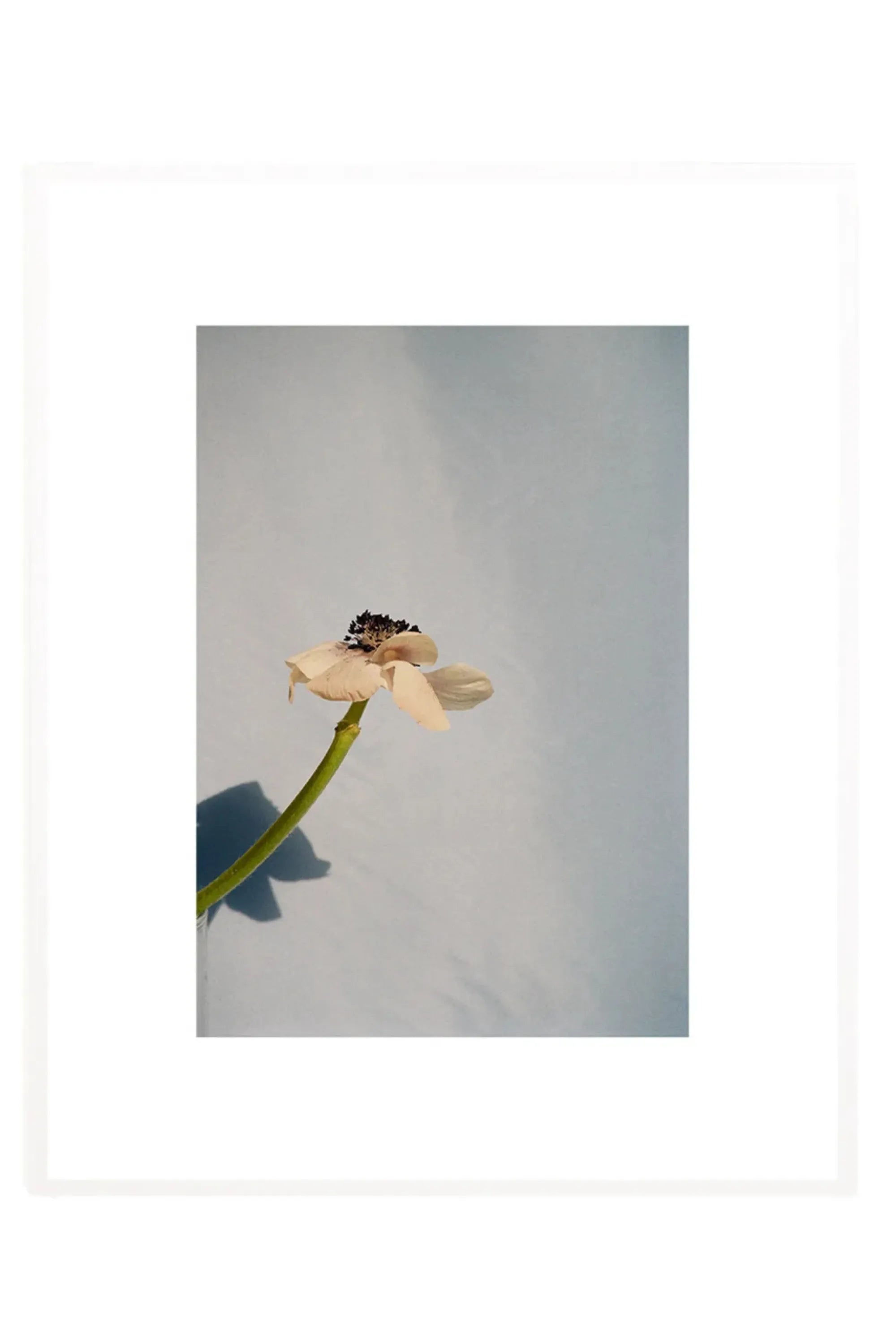 Poppy Pop