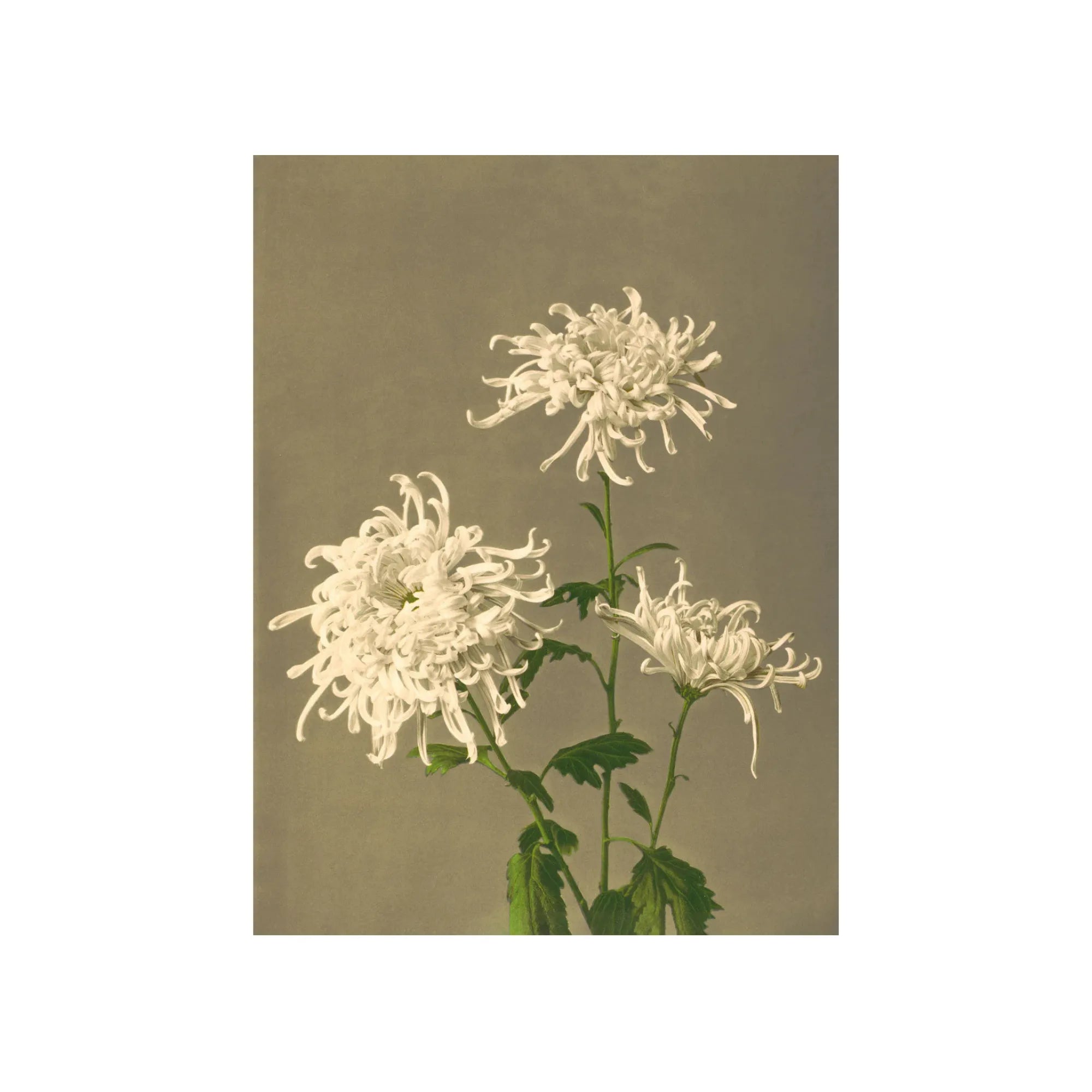 White Chrysanthemum