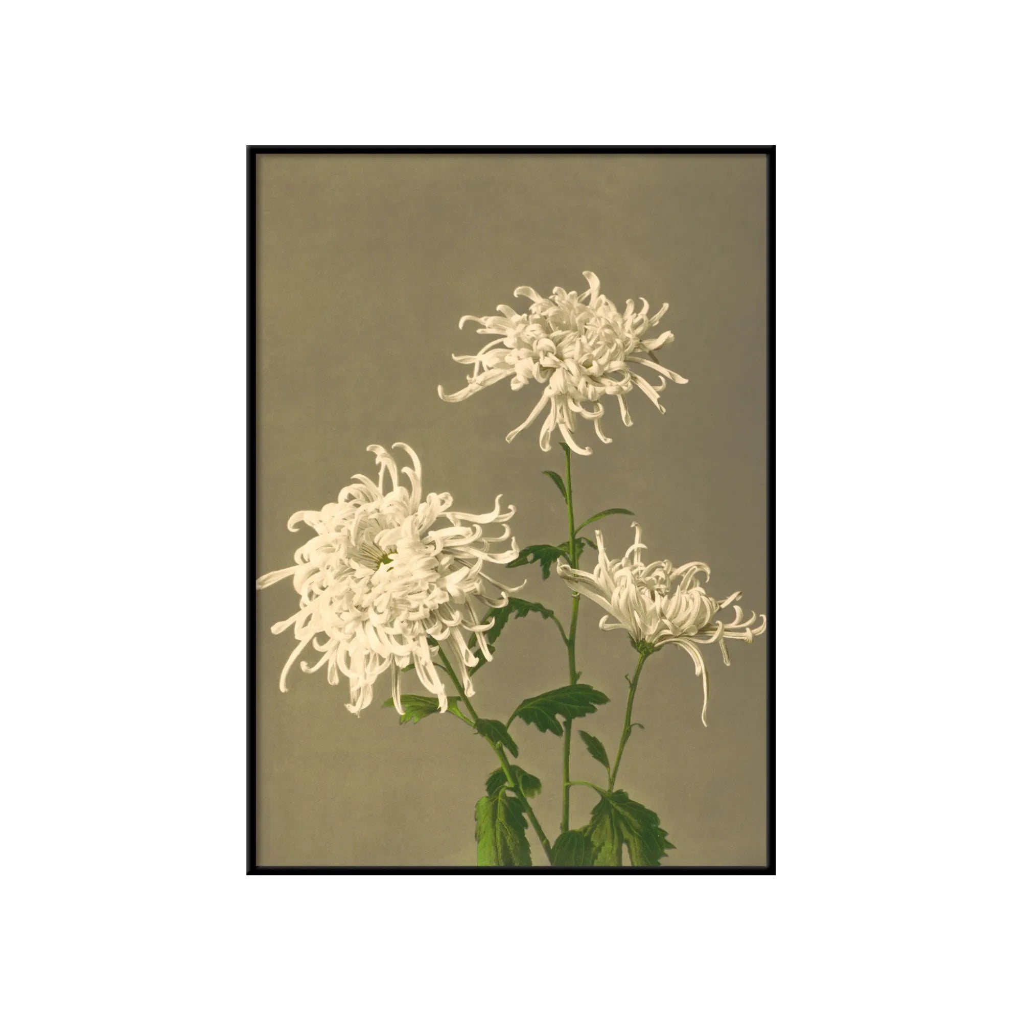 White Chrysanthemum