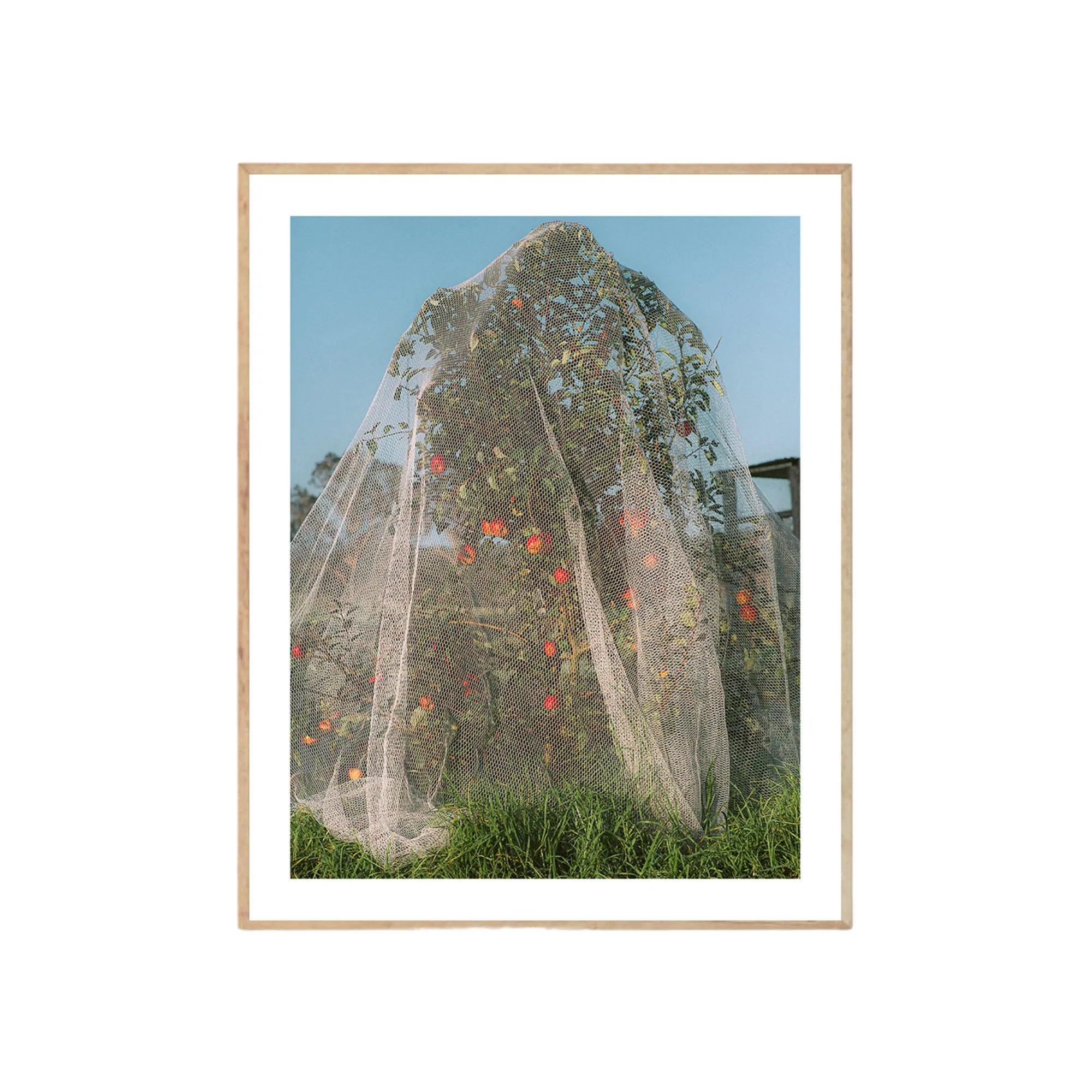 Apple Tree - Photo Art Print by Lee Burnett – The Poster Club - That Cool Living