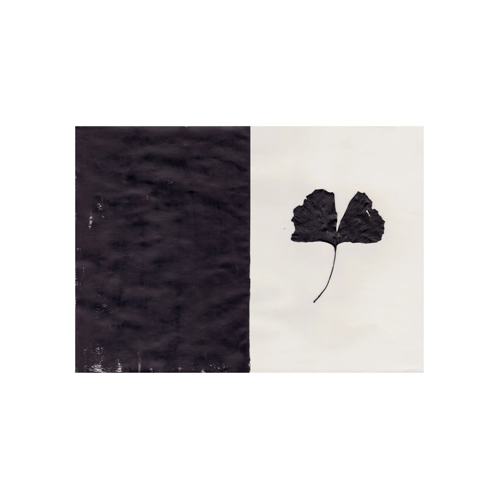 Black Ginkgo